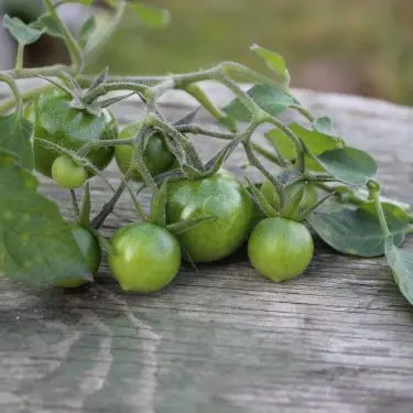 Glem ikke de grønne! Sådan udnytter du de grønne tomater